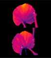 Temperatura — folha sadia